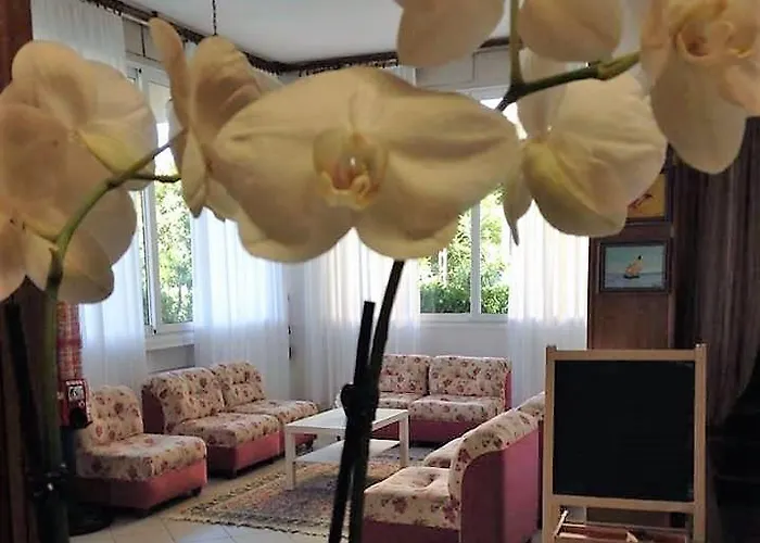 Primula Lido Di Savio